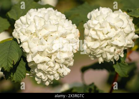 Fleur blanche à foyer sélectif d'Hydrangea Arborescens dans le jardin avec des feuilles vertes, l'hortensia lisse est une espèce de plante à fleurs de la famille Banque D'Images