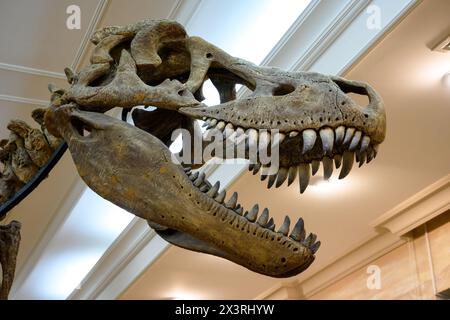 Squelette de dinosaure dans le musée historique de Kazan, Tatarstan, Russie. Crâne fossile de tyrannosaurus, os de éteint Banque D'Images