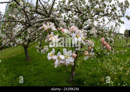 28.04.2024, Unterallgäu im Frühling, Ein Apfelbaum Malus domestica blüht in Bad Wörishofen im Obstgarten des Obst- und Gartenbauvereines Bad Wörishofen. 28.04.2024, Apfelblüte im Unterallgäu 28.04.2024, Apfelblüte im Unterallgäu *** 28 04 2024, Unterallgäu au printemps, un pommier Malus domestica fleurit à Bad Wörishofen dans le verger de l'association fruitière et horticole Bad Wörishofen 28 04 2024, pommier en fleur dans le Unterallgäu 28 04 2024, floraison de pommiers dans le Unterallgäu Banque D'Images