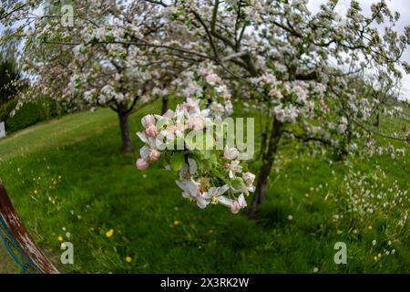 28.04.2024, Unterallgäu im Frühling, Ein Apfelbaum Malus domestica blüht in Bad Wörishofen im Obstgarten des Obst- und Gartenbauvereines Bad Wörishofen. 28.04.2024, Apfelblüte im Unterallgäu 28.04.2024, Apfelblüte im Unterallgäu *** 28 04 2024, Unterallgäu au printemps, un pommier Malus domestica fleurit à Bad Wörishofen dans le verger de l'association fruitière et horticole Bad Wörishofen 28 04 2024, pommier en fleur dans le Unterallgäu 28 04 2024, floraison de pommiers dans le Unterallgäu Banque D'Images