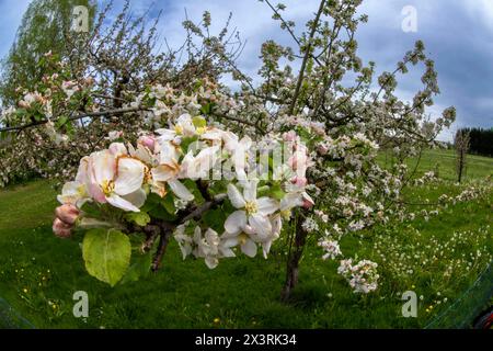 28.04.2024, Unterallgäu im Frühling, Ein Apfelbaum Malus domestica blüht in Bad Wörishofen im Obstgarten des Obst- und Gartenbauvereines Bad Wörishofen. 28.04.2024, Apfelblüte im Unterallgäu 28.04.2024, Apfelblüte im Unterallgäu *** 28 04 2024, Unterallgäu au printemps, un pommier Malus domestica fleurit à Bad Wörishofen dans le verger de l'association fruitière et horticole Bad Wörishofen 28 04 2024, pommier en fleur dans le Unterallgäu 28 04 2024, floraison de pommiers dans le Unterallgäu Banque D'Images