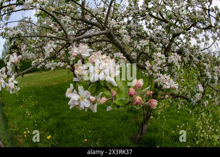 28.04.2024, Unterallgäu im Frühling, Ein Apfelbaum Malus domestica blüht in Bad Wörishofen im Obstgarten des Obst- und Gartenbauvereines Bad Wörishofen. 28.04.2024, Apfelblüte im Unterallgäu 28.04.2024, Apfelblüte im Unterallgäu *** 28 04 2024, Unterallgäu au printemps, un pommier Malus domestica fleurit à Bad Wörishofen dans le verger de l'association fruitière et horticole Bad Wörishofen 28 04 2024, pommier en fleur dans le Unterallgäu 28 04 2024, floraison de pommiers dans le Unterallgäu Banque D'Images