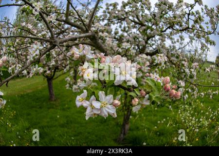 28.04.2024, Unterallgäu im Frühling, Ein Apfelbaum Malus domestica blüht in Bad Wörishofen im Obstgarten des Obst- und Gartenbauvereines Bad Wörishofen. 28.04.2024, Apfelblüte im Unterallgäu 28.04.2024, Apfelblüte im Unterallgäu *** 28 04 2024, Unterallgäu au printemps, un pommier Malus domestica fleurit à Bad Wörishofen dans le verger de l'association fruitière et horticole Bad Wörishofen 28 04 2024, pommier en fleur dans le Unterallgäu 28 04 2024, floraison de pommiers dans le Unterallgäu Banque D'Images