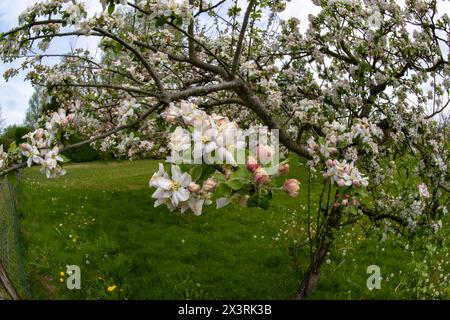 28.04.2024, Unterallgäu im Frühling, Ein Apfelbaum Malus domestica blüht in Bad Wörishofen im Obstgarten des Obst- und Gartenbauvereines Bad Wörishofen. 28.04.2024, Apfelblüte im Unterallgäu 28.04.2024, Apfelblüte im Unterallgäu *** 28 04 2024, Unterallgäu au printemps, un pommier Malus domestica fleurit à Bad Wörishofen dans le verger de l'association fruitière et horticole Bad Wörishofen 28 04 2024, pommier en fleur dans le Unterallgäu 28 04 2024, floraison de pommiers dans le Unterallgäu Banque D'Images