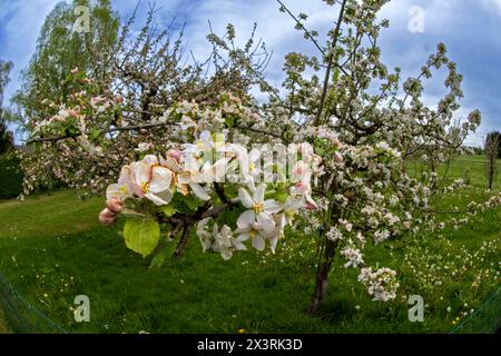 28.04.2024, Unterallgäu im Frühling, Ein Apfelbaum Malus domestica blüht in Bad Wörishofen im Obstgarten des Obst- und Gartenbauvereines Bad Wörishofen. 28.04.2024, Apfelblüte im Unterallgäu 28.04.2024, Apfelblüte im Unterallgäu *** 28 04 2024, Unterallgäu au printemps, un pommier Malus domestica fleurit à Bad Wörishofen dans le verger de l'association fruitière et horticole Bad Wörishofen 28 04 2024, pommier en fleur dans le Unterallgäu 28 04 2024, floraison de pommiers dans le Unterallgäu Banque D'Images