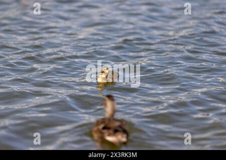 un canard avec de petits canetons nage sur le lac en été, de jeunes petits canetons avec leur mère canard sur le lac Banque D'Images