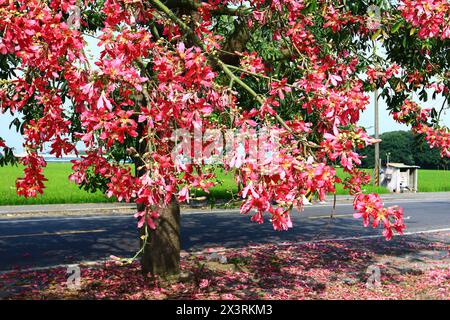 Beau paysage avec Floss-Silk Tree ou Silk Floss Tree et route, fleurs roses fleurissant sur les branches de Floss-Silk Tree Banque D'Images