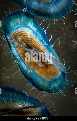 Par le marin à vent (Velella velella) Banque D'Images