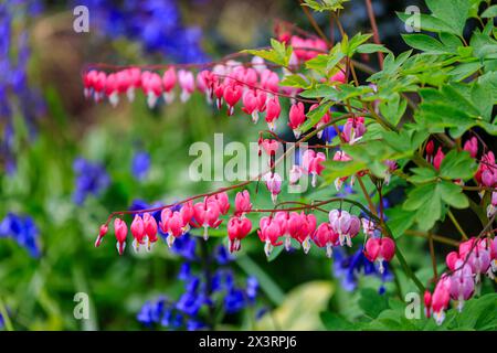 Plante à coeur saignant (Lamprocapnos spectabilis) en fleur sur fond de cloches bleues à RHS Garden Wisley, Surrey, sud-est de l'Angleterre au printemps Banque D'Images