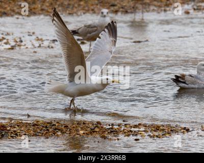 Un goéland argenté européen adulte, Larus argentatus, décolle. Banque D'Images