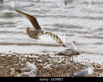 Un jeune goéland argenté européen, Larus argentatus, arrive à la terre. Banque D'Images