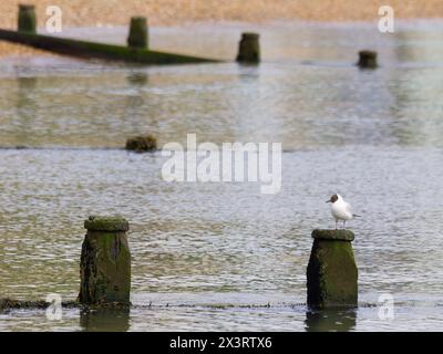 Une mouette à tête noire, Chroicocephalus ridibundus, perchée sur l'aine. Banque D'Images