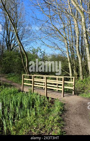 Vue d'un nouveau pont en bois sur un chemin dans un parc public, Lane ends Amenity Area, à Pilling, Lancashire avec une nouvelle croissance fraîche et des feuilles vertes printanières. Banque D'Images