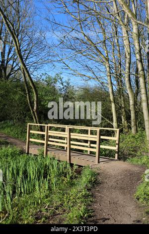 Vue d'un nouveau pont en bois sur un chemin dans un parc public, Lane ends Amenity Area, à Pilling, Lancashire avec une nouvelle croissance fraîche et des feuilles vertes printanières. Banque D'Images