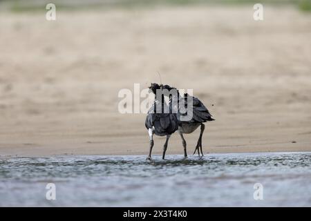 Le crieur à cornes (Anhima cornuta) est un membre d'une petite famille d'oiseaux, les Anhimidae, qui se trouve dans les zones humides tropicales d'Amérique du Sud. Banque D'Images