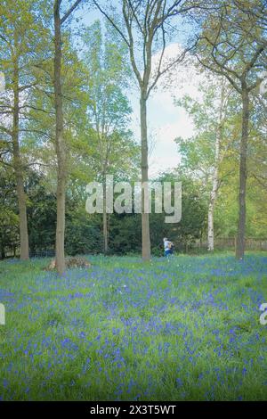 Marcher à travers les bluebells à Dunham Massey Banque D'Images