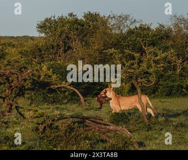 Lionne portant des proies de phacochères dans le Masai Mara Banque D'Images