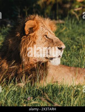 Majestueux lion se prélassant dans ol Pejeta, la lumière du soleil du Kenya Banque D'Images