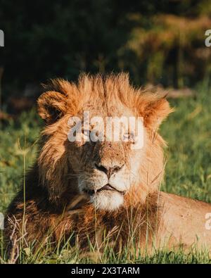 Majestueux lion se prélassant dans ol Pejeta, la lumière du soleil du Kenya Banque D'Images
