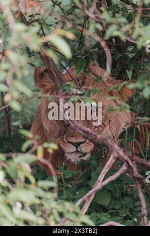 Lion camouflé dans la verdure, ol Pejeta, Kenya Banque D'Images