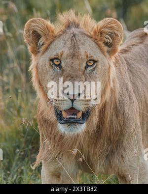 Gros plan d'un lion contemplatif, ol Pejeta, Kenya Banque D'Images