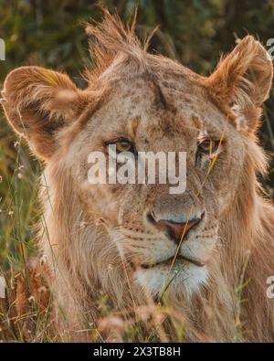 Gros plan d'un lion contemplatif, ol Pejeta, Kenya Banque D'Images