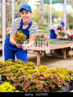 Fleuriste féminine montrant Solenostemon scutellarioides en pot coloré au marché du jardin Banque D'Images