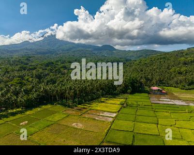 Formation de nuages de barbe à papa sur les terres agricoles près de la mer dans l'île Camiguin. Falaise de montagne sur le littoral. Philippines. Banque D'Images