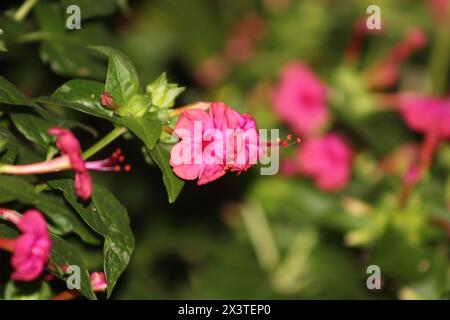 Gros plan macro photo d'une fleur rouge rose Marvel du Pérou Banque D'Images