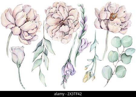 Pivoines d'aquarelle, fleurs et feuilles Banque D'Images