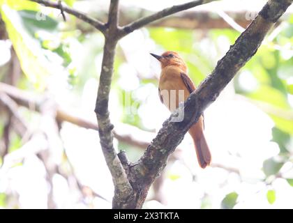 La cannelle attila (Attila cinnamomeus) est une espèce d'oiseau de la famille des Tyrannidae, les mouches tyrans. Cette photo a été prise en Colombie. Banque D'Images