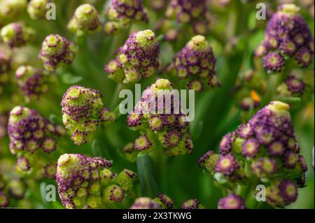 Brocoli Romanesco (Brassica oleracea var. botrytis) est une variété de chou-fleur, pas de brocoli. Banque D'Images