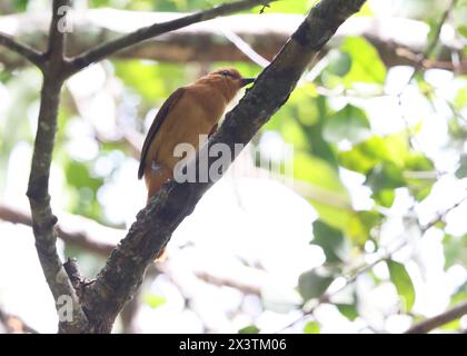 La cannelle attila (Attila cinnamomeus) est une espèce d'oiseau de la famille des Tyrannidae, les mouches tyrans. Cette photo a été prise en Colombie. Banque D'Images