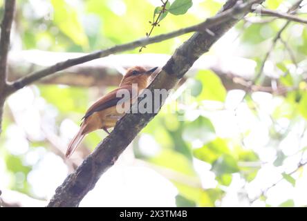 La cannelle attila (Attila cinnamomeus) est une espèce d'oiseau de la famille des Tyrannidae, les mouches tyrans. Cette photo a été prise en Colombie. Banque D'Images