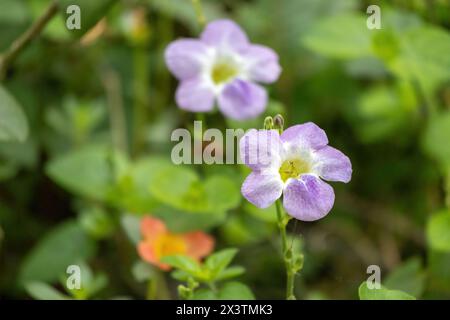 Fleurs violettes d'asystasie fleurissant dans le jardin. Il est également connu sous le nom de violette chinoise, fleur de coromandel, foxglove rampant et primeur du Gange. Banque D'Images