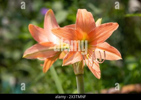 Belles fleurs de lis orangés fleurissant dans le jardin. Il est également connu sous les noms de Fire Lily, Tiger Lily, Jimmy's Bane, et encore John's Lily. Banque D'Images