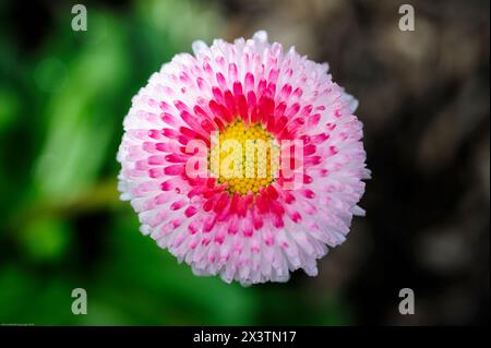 Les marguerites anglaises ne sont pas seulement des fleurs ornementales, mais ont un certain nombre d'utilisations médicinales, y compris comme anti-inflammatoire, et sont utilisées pour le digestif, URI Banque D'Images