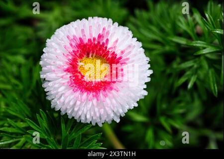 Les marguerites anglaises ne sont pas seulement des fleurs ornementales, mais ont un certain nombre d'utilisations médicinales, y compris comme anti-inflammatoire, et sont utilisées pour le digestif, URI Banque D'Images