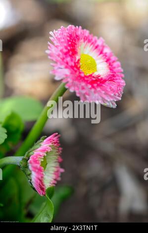 Les marguerites anglaises ne sont pas seulement des fleurs ornementales, mais ont un certain nombre d'utilisations médicinales, y compris comme anti-inflammatoire, et sont utilisées pour le digestif, URI Banque D'Images