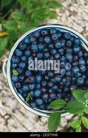 Gros plan de Blueberries dans un seau blanc dans la forêt avec des feuilles vertes. Country Life jardinage respectueux de l'environnement vivant baies récoltées, processus de collecte, récolte des baies dans un pot en verre dans la forêt. Bush de mûre mûre mûre mûre myrtille sauvage en été. Banque D'Images