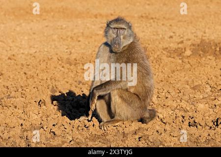 Un babouin chacma mâle (Papio ursinus) dans son habitat naturel, parc national de Mokala, Afrique du Sud Banque D'Images