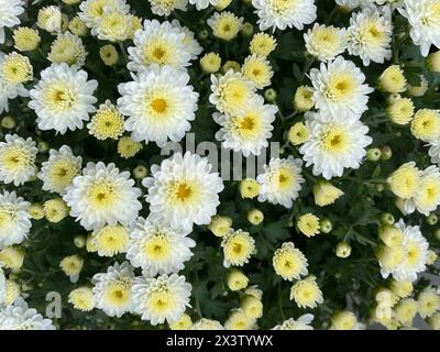 La fleur de chrysanthème est une fleur d'espèces de plantes à fleurs vivaces de la famille des Asteraceae, originaire d'Asie et du nord-est de l'Europe. Banque D'Images