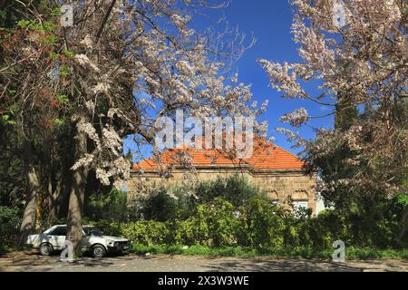 Une maison libanaise traditionnelle avec un arbre à fleurs et une voiture vintage au printemps. Banque D'Images