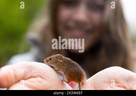 USAGE ÉDITORIAL SEULEMENT Daisy Goddard âgée de 13 ans libère l'une des plus de 150 souris de récolte réintroduites dans la réserve naturelle locale de Perivale Wood dans l'ouest de Londres après une absence de 45 ans. Date d'émission : lundi 29 avril 2024. Banque D'Images