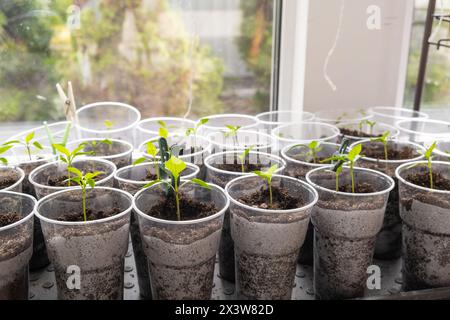 Jeunes tomates germées, mettant en valeur la croissance des plants de tomates dans des verres en plastique sur un rebord de fenêtre. Assistez à l'émergence de délicates feuilles vertes AS Banque D'Images