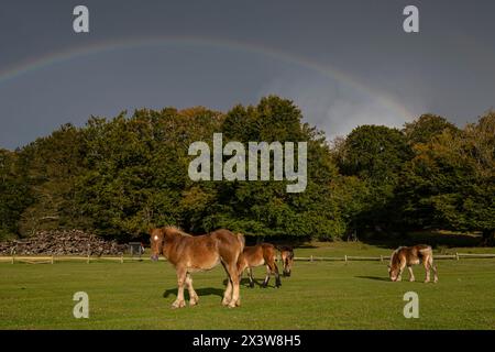caballos pastando bajo un arcoiris, Parque Megalítico de Lecaire, campas de Lecaire , Álava, Pais Vasco, Espagne Banque D'Images