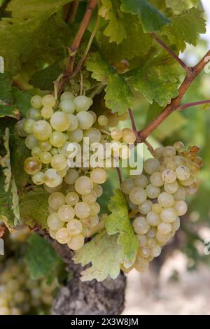 Vignes près de Laguardia. Rioja Alavesa, Alava, Pays Basque, Espagne Banque D'Images