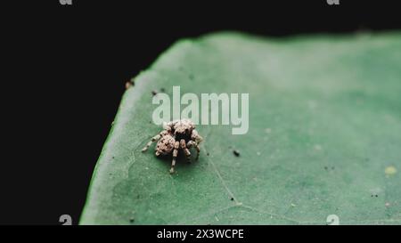vue de dessus d'une petite araignée sautante sur un bord d'une feuille verte Banque D'Images