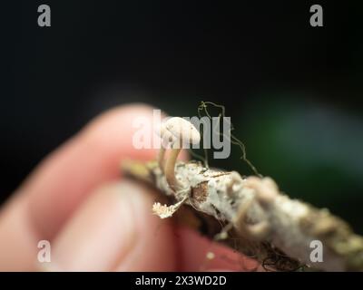 petit champignon poussant sur trois morceaux de bois de logue décomposés avec des doigts humains en arrière-plan Banque D'Images