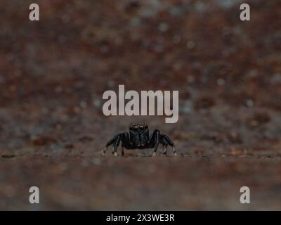 vue de face de l'araignée sautante portant l'épée avec de beaux yeux, avec fond métallique brun Banque D'Images